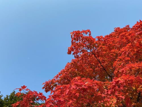 A photo of the top of a tree with red leaves, implying a tranquil fall night